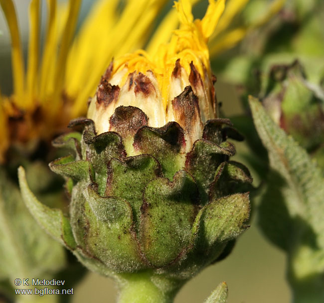 Inula helenium