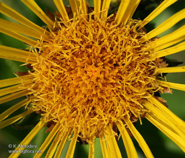 Inula helenium