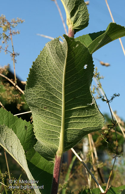 Inula helenium