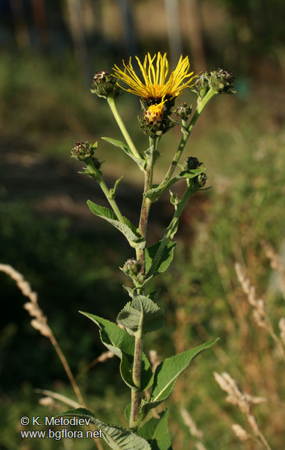 Inula helenium