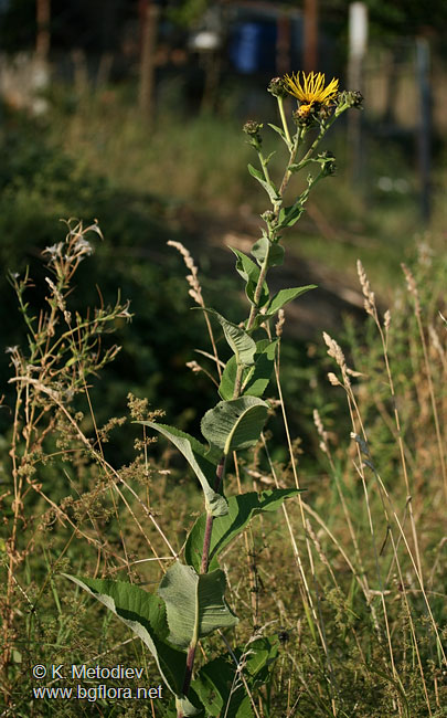 Inula helenium
