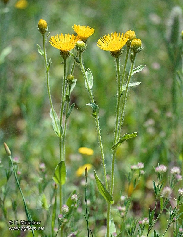 Inula hirta