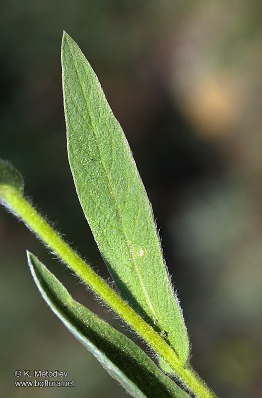 Inula hirta