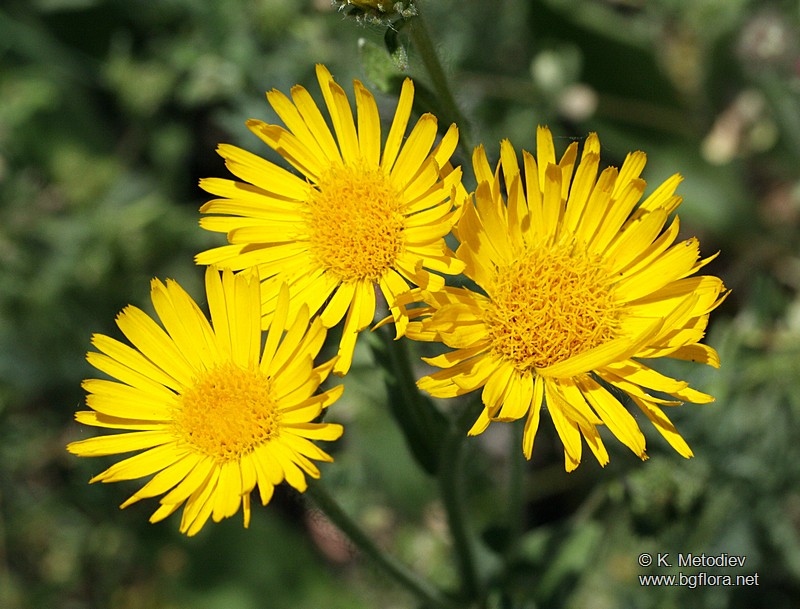 Inula hirta