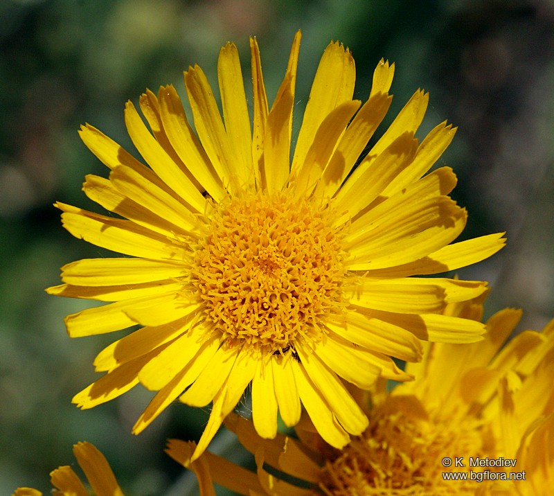 Inula hirta