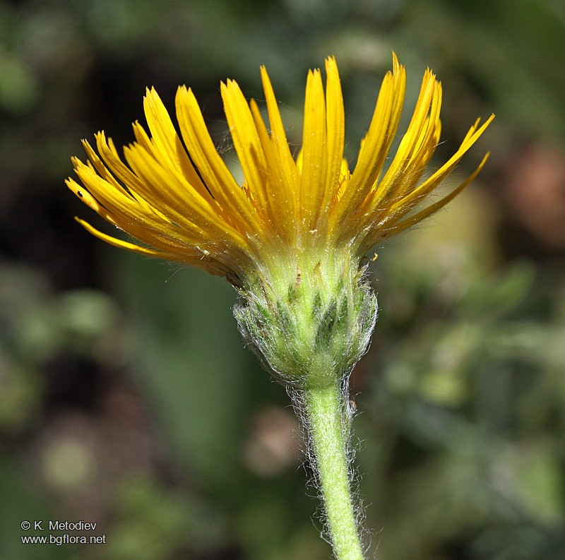 Inula hirta