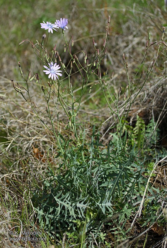 Lactuca perennis