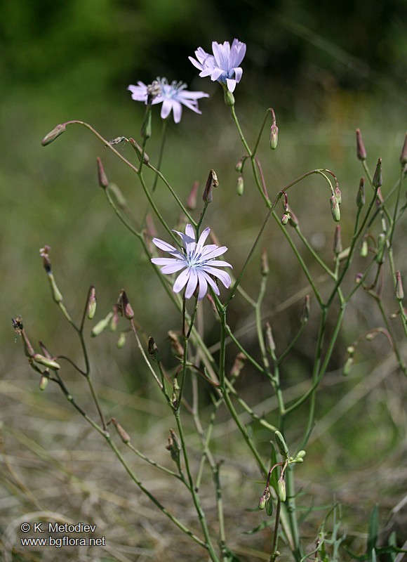 Lactuca perennis