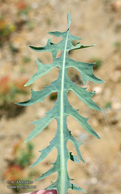 Lactuca perennis