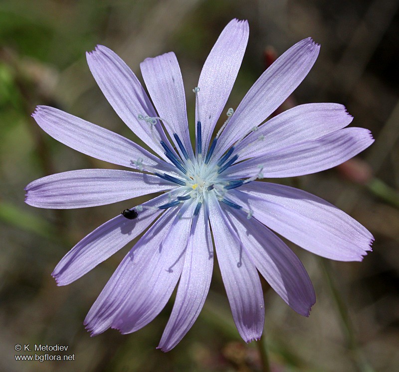 Lactuca perennis