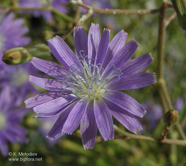 Lactuca tatarica