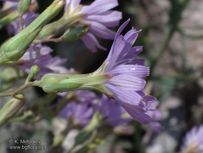 Lactuca tatarica