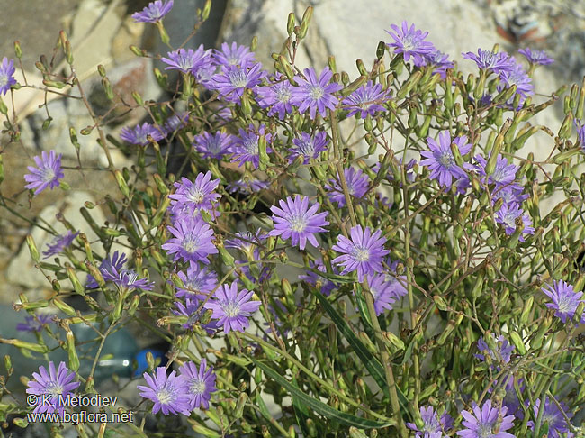 Lactuca tatarica