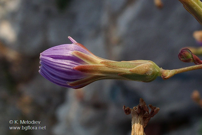 Lactuca tatarica