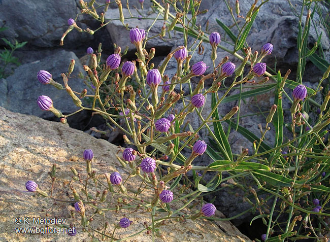 Lactuca tatarica