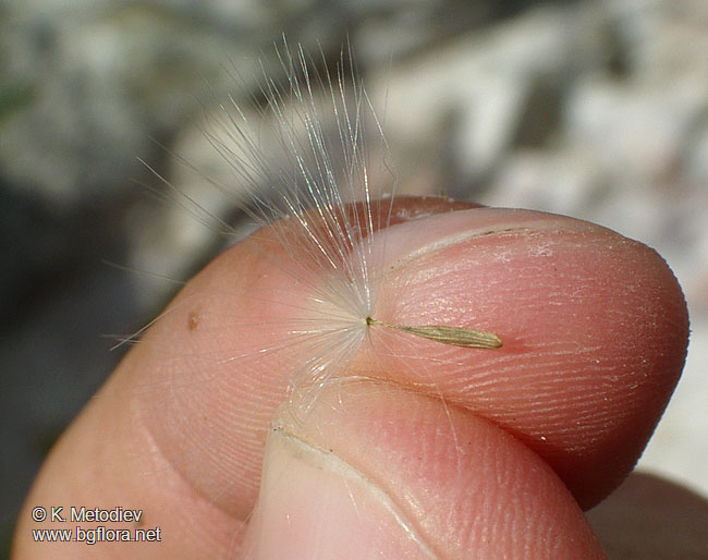 Lactuca tatarica
