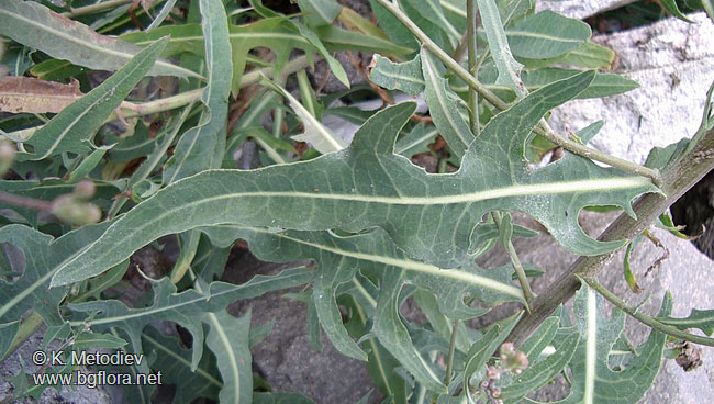 Lactuca tatarica