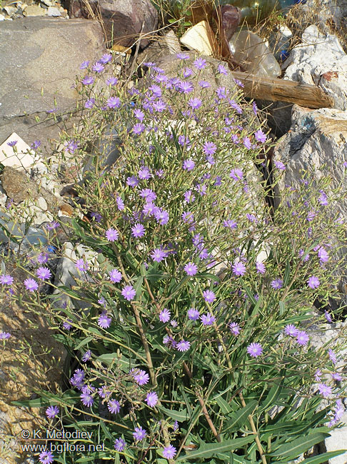Lactuca tatarica