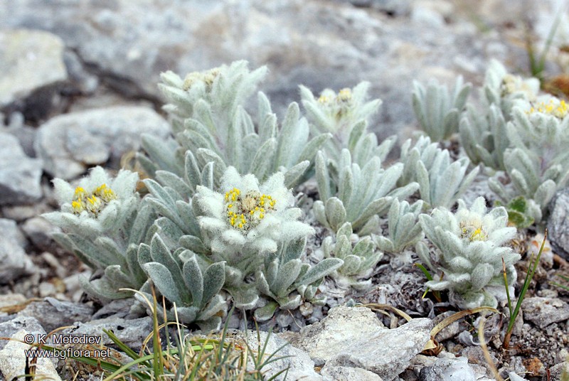 Leontopodium alpinum