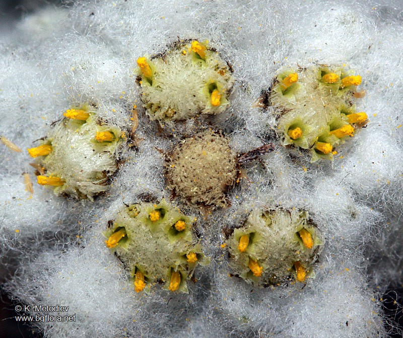 Leontopodium alpinum