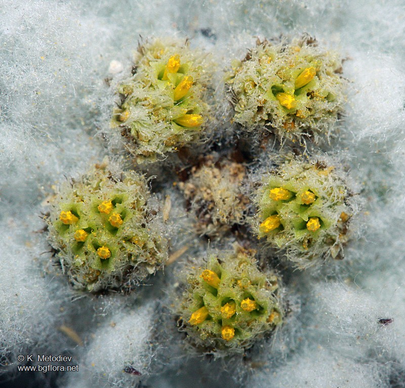 Leontopodium alpinum