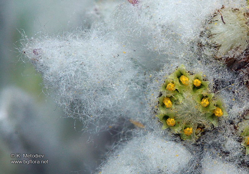 Leontopodium alpinum