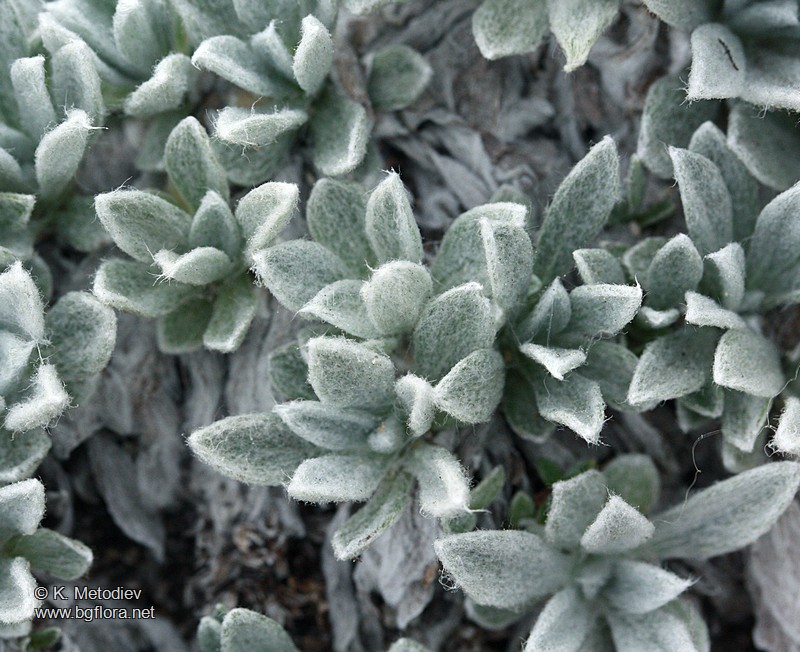 Leontopodium alpinum