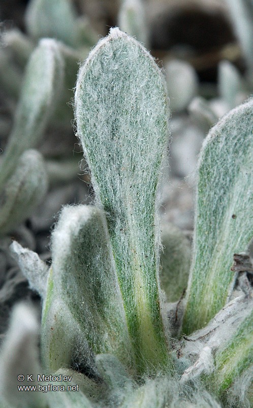 Leontopodium alpinum