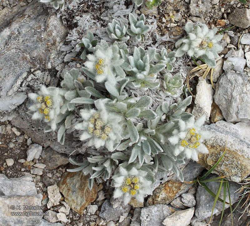 Leontopodium alpinum