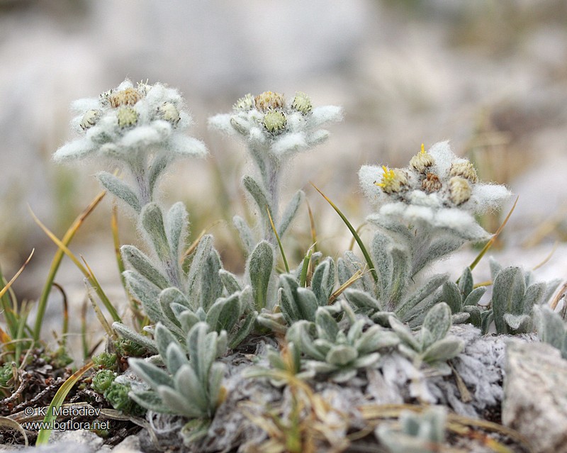 Leontopodium alpinum