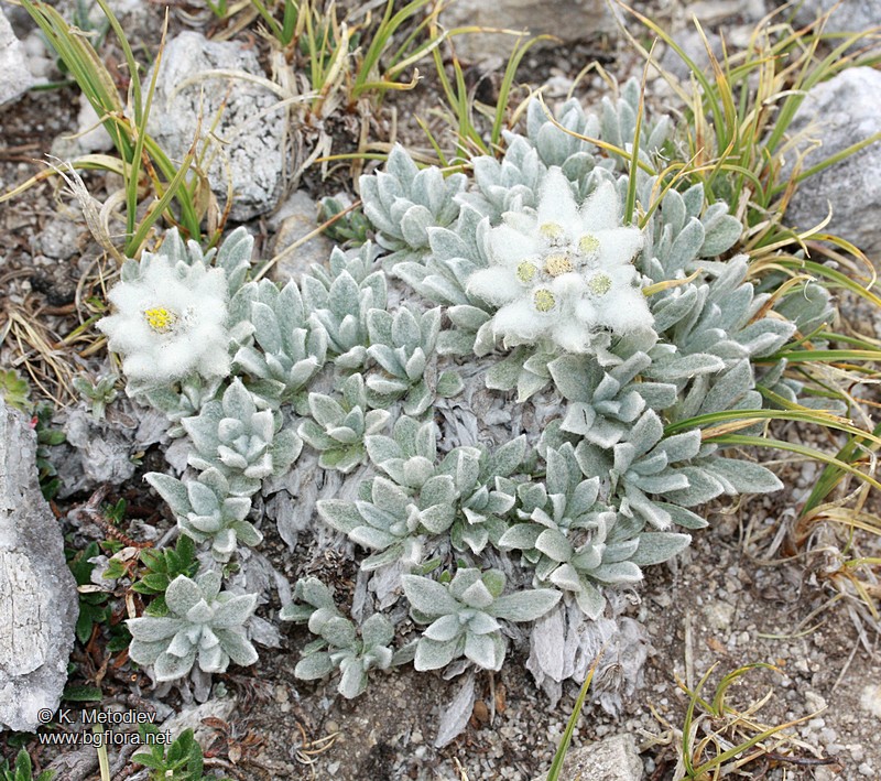 Leontopodium alpinum