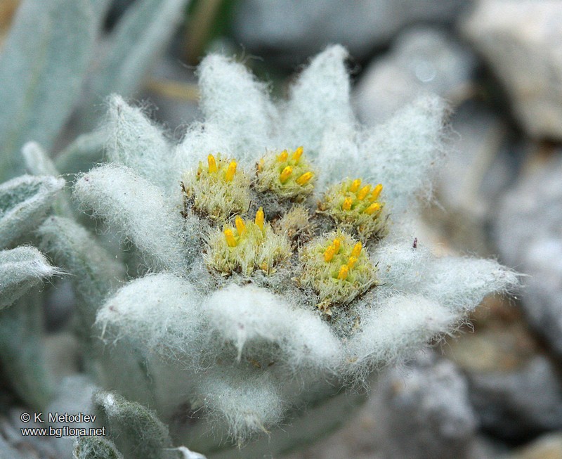 Leontopodium alpinum
