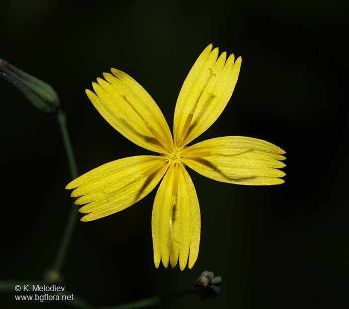 Mycelis muralis