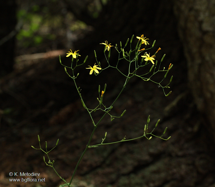 Mycelis muralis