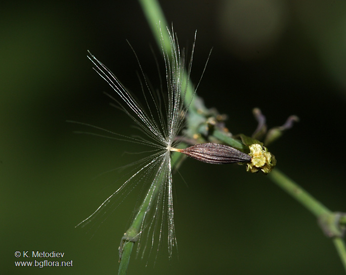 Mycelis muralis