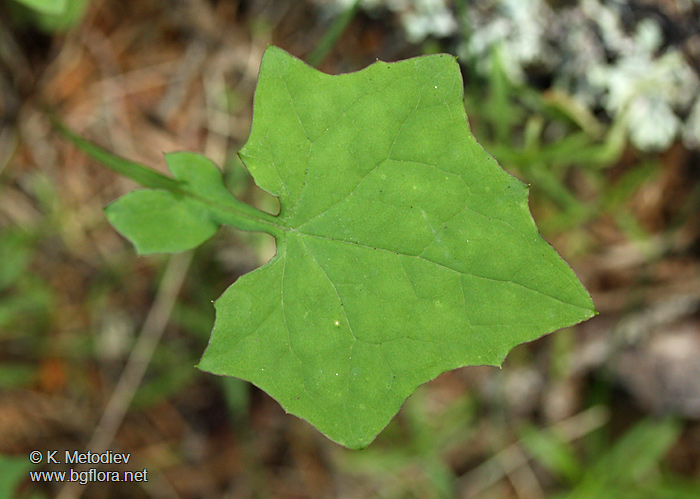 Mycelis muralis