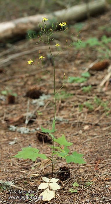 Mycelis muralis