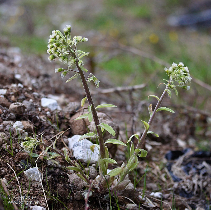 Petasites albus