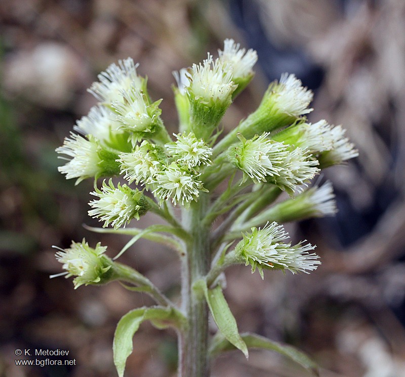 Petasites albus