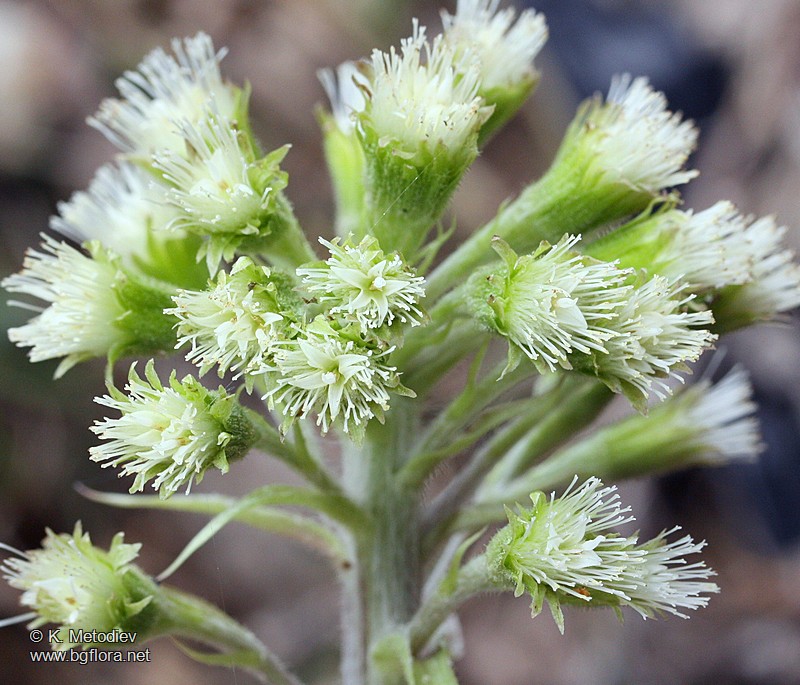 Petasites albus