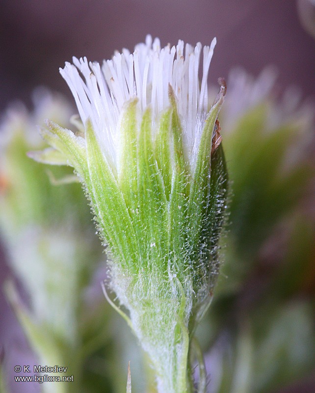 Petasites albus
