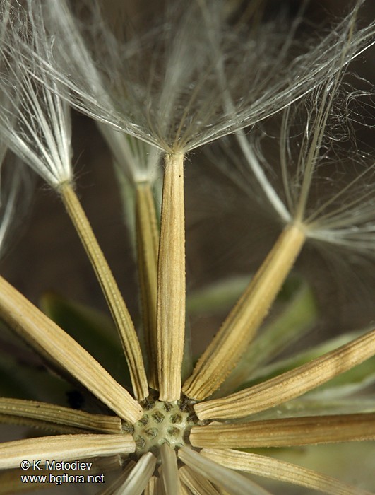Scorzonera austriaca
