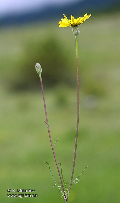 Scorzonera cana