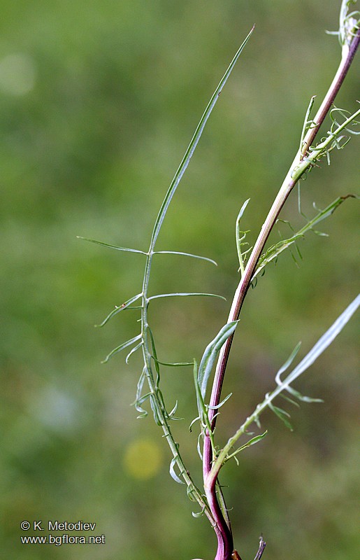 Scorzonera cana