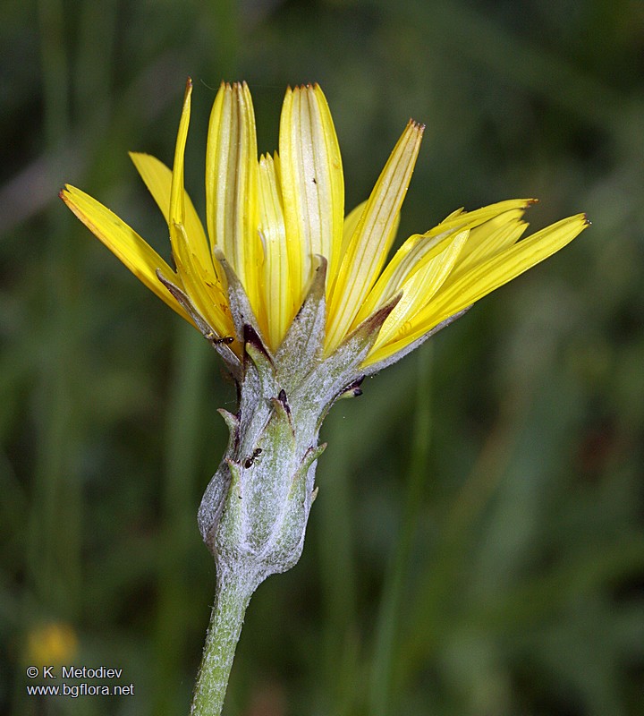 Scorzonera cana