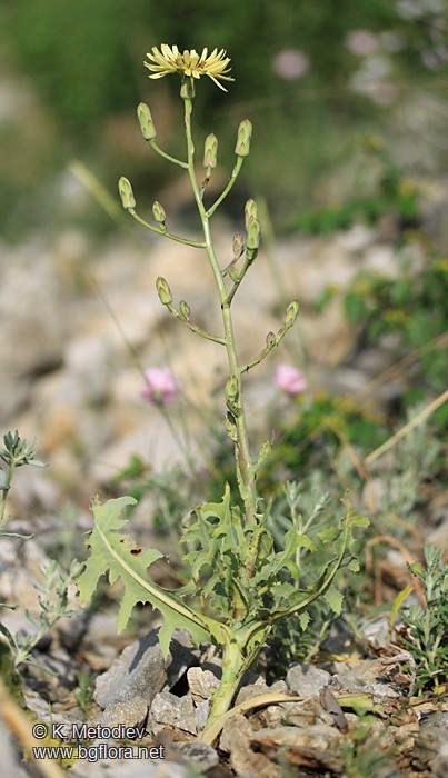 Steptorhamphus tuberosus