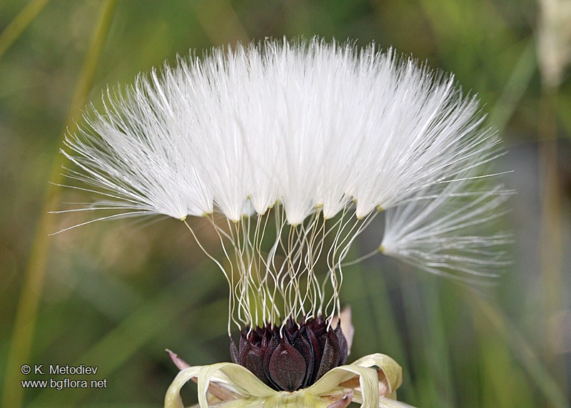 Steptorhamphus tuberosus