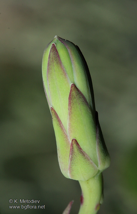 Steptorhamphus tuberosus