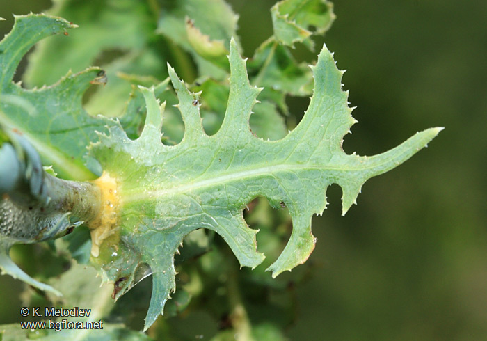 Steptorhamphus tuberosus