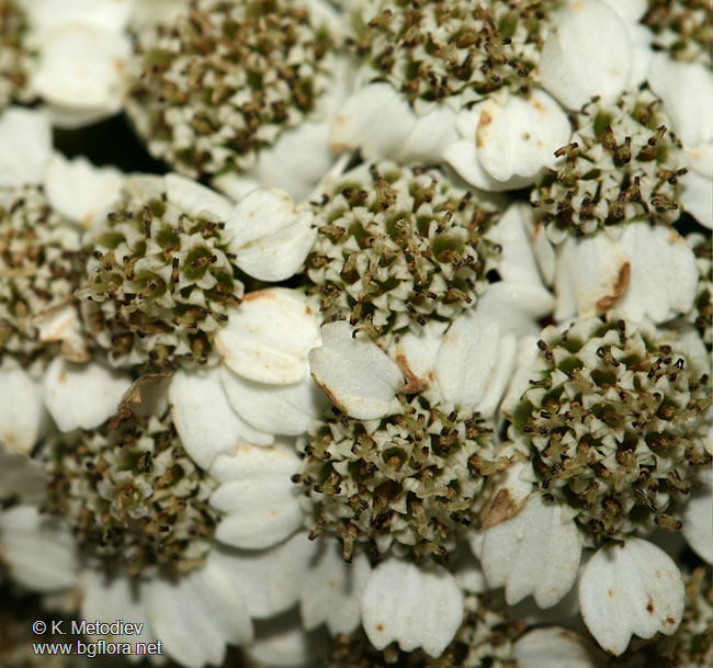 Tanacetum macrophyllum